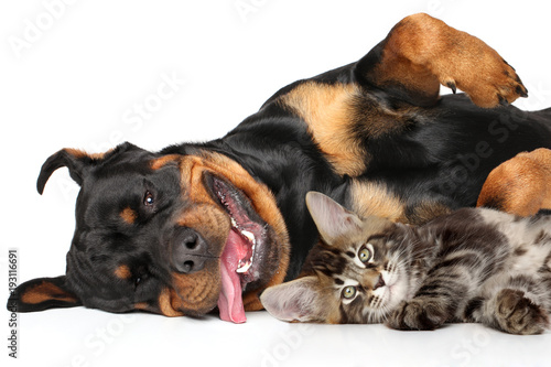 Fototapeta Naklejka Na Ścianę i Meble -  Cat and dog on white