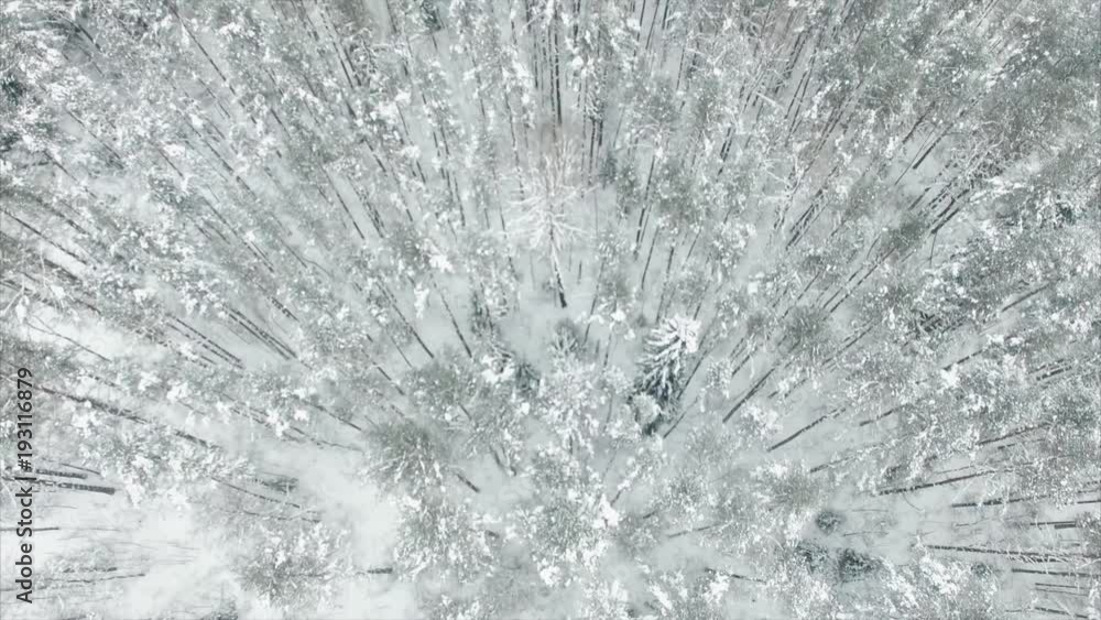 Aerial flyover frozen snowy spruce forest Aerial flyover frozen snowy spruce forest