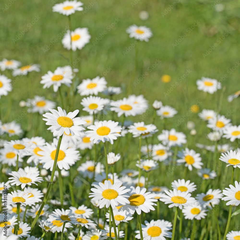 Margeriten, Leucanthemum