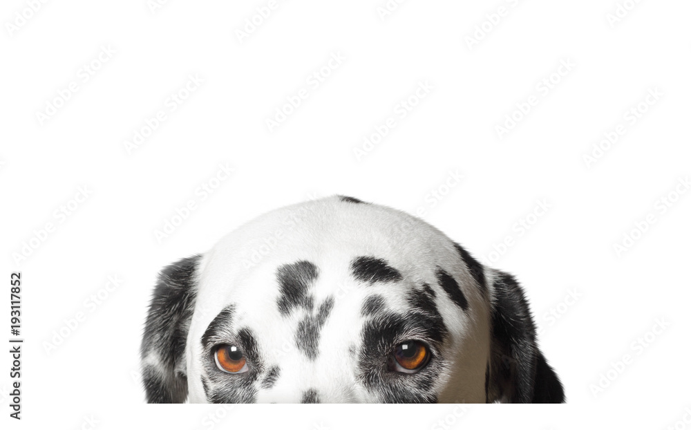 Cute dalmatian dog is hiding. Isolated on white Cute dalmatian dog is hiding. Isolated on white