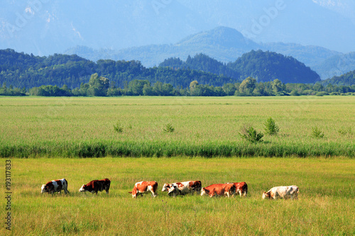 Milchkühe weiden auf Wiese, hinten die Alpen, Bayern, Deutschland