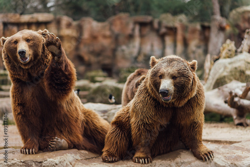 Two brown bears play in the zoo photo