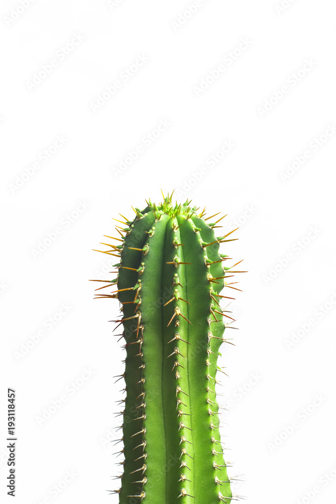 Minimal green cactus on white background Minimal green cactus on white background