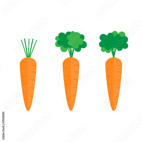 Set of three carrots with green leaves. Sweet vegetable, orange carrot with tops, stalks. Carrot vector graphic illustration.
