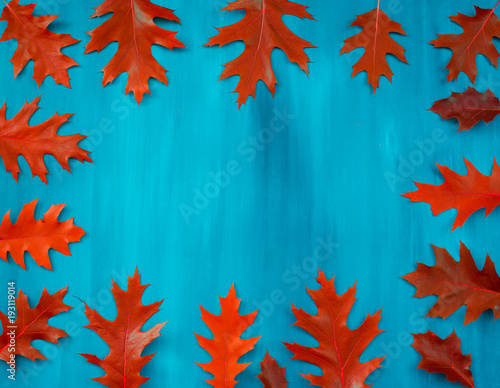 Autumn colorful oak leaf background, frame. photo