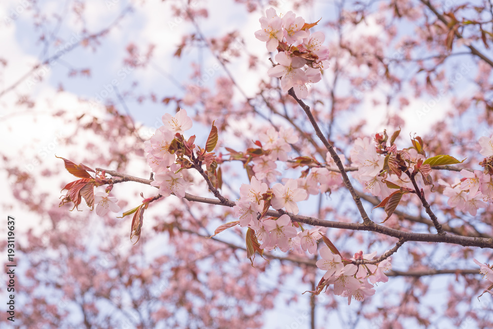 Beautiful cherry blossom sakura in spring time over blue sky