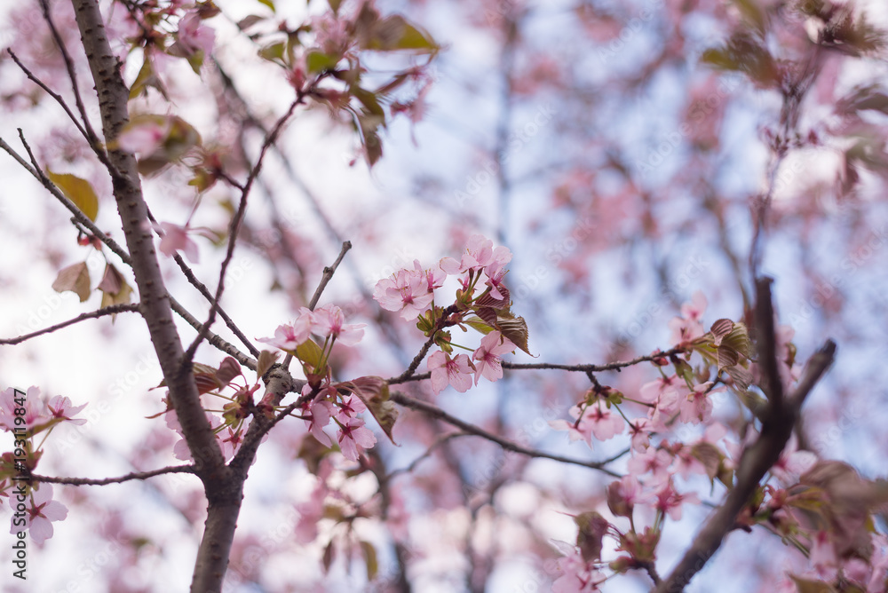 Beautiful cherry blossom sakura in spring time over blue sky