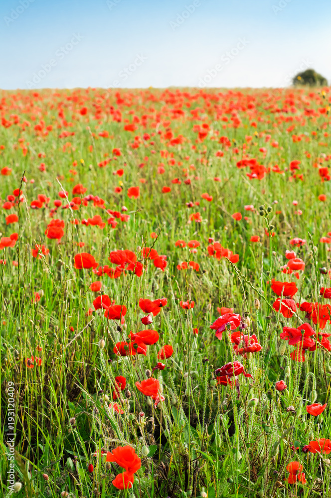 Wild Red Poppy Field with Distant Tree in Summer
