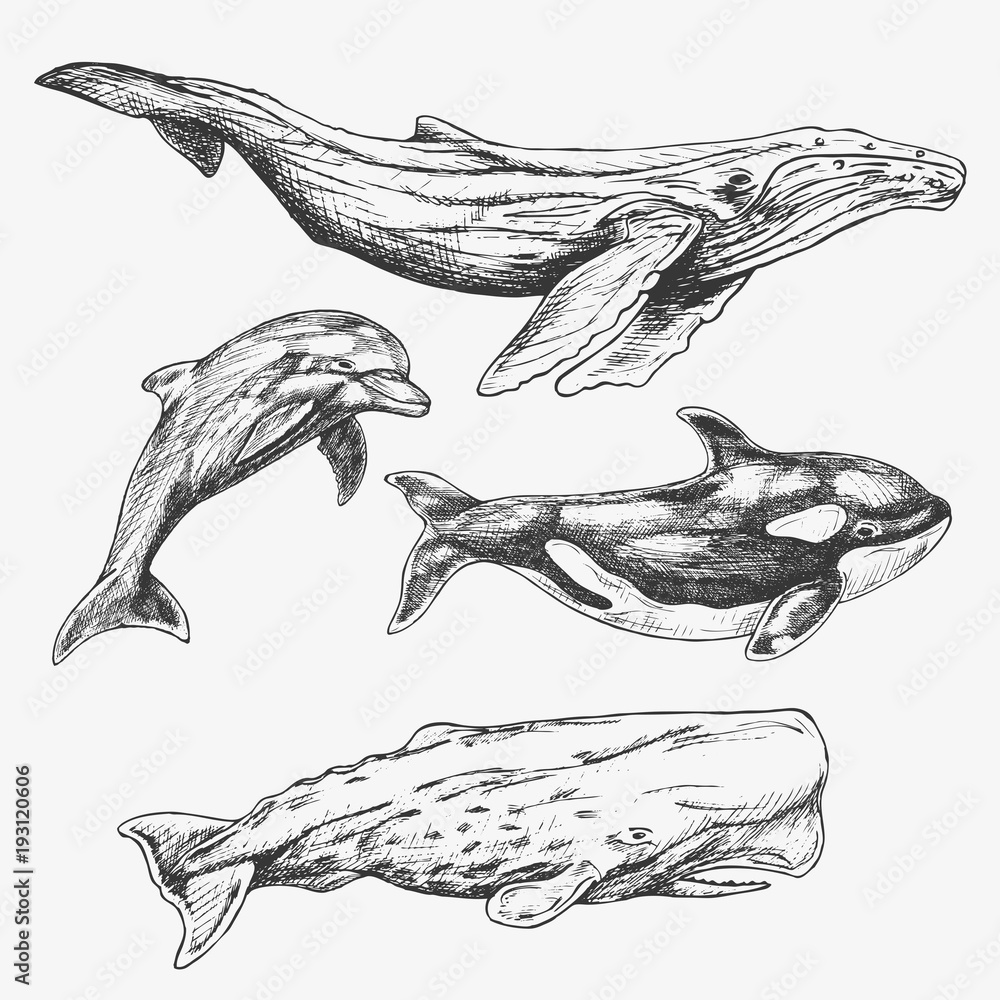 Fototapeta premium Whales Set. Hand drawn illustration. Humpback whale, killer whale, sperm whale, dolphin
