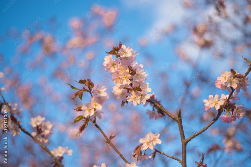 Beautiful cherry blossom sakura in spring time over blue sky Beautiful cherry blossom sakura in spring time over blue sky