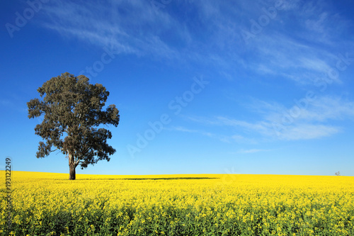 Canola Fields in Central West NSW