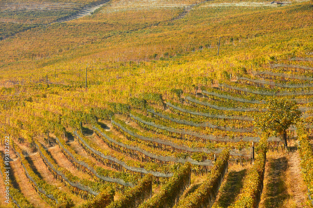 Vineyard in autumn with yellow and green leaves and tree in a sunny day