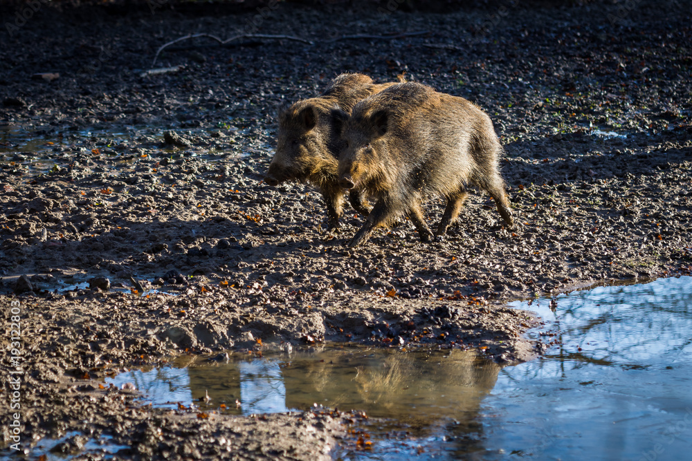 Fototapeta premium Wild boar family
