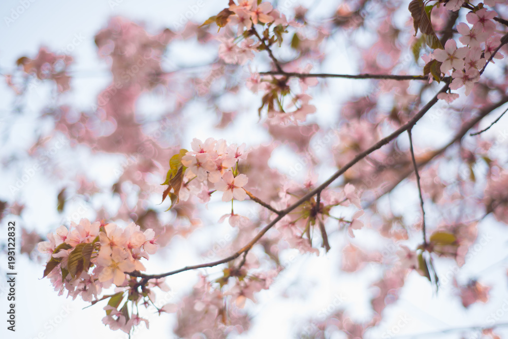 Beautiful cherry blossom sakura in spring time over blue sky