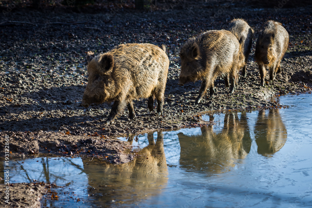 Wild boar family