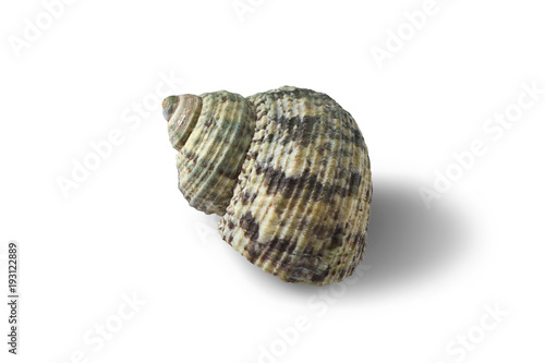 Seashell isolated on a white background.