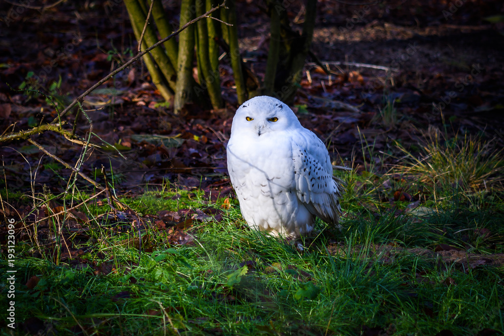 Snowy owl Snowy owl