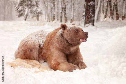 European Brown Bear in a winter forest photo