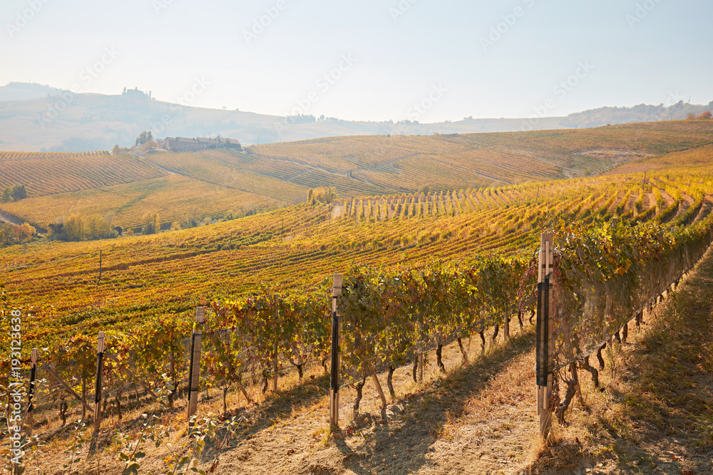 Vineyards and hills in autumn with yellow leaves in a sunny day