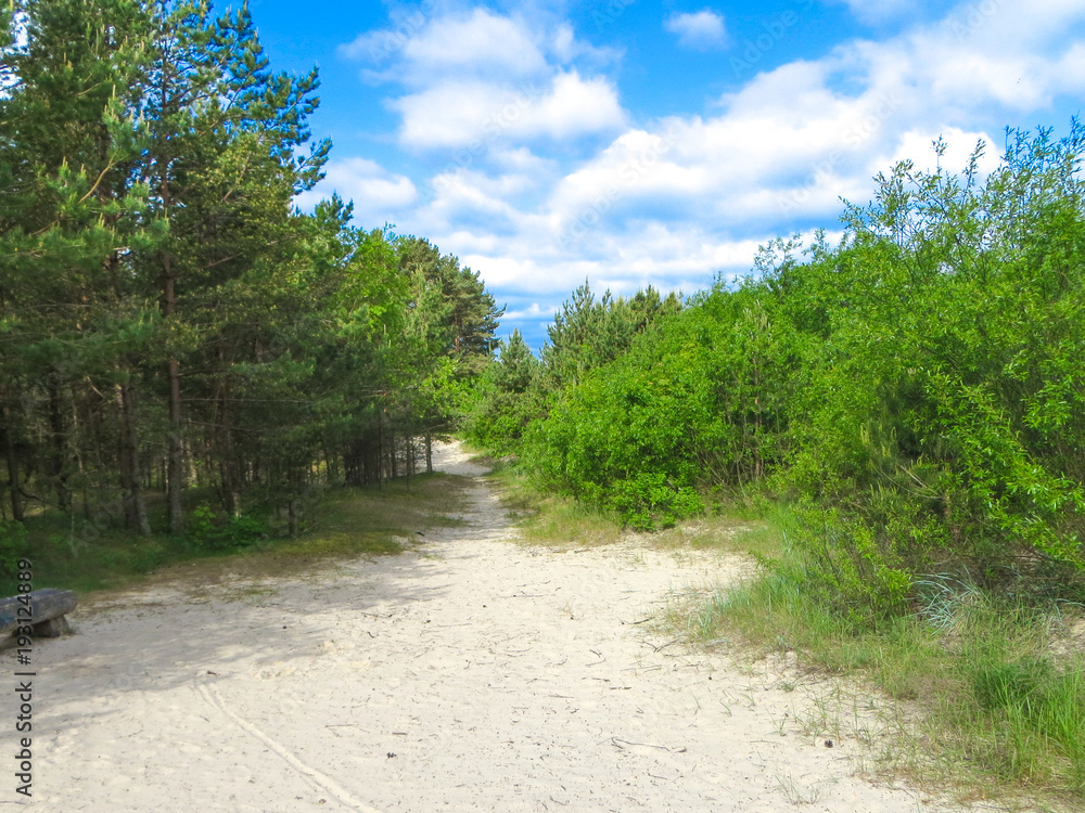 Fototapeta premium Beautiful young pine shoots in early spring