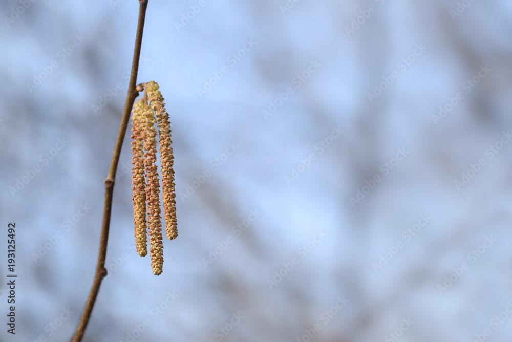 male catkins of hazel (Corylus avellana) against a blue sky background with copy space, pollen is high allergenic, selected focus male catkins of hazel (Corylus avellana) against a blue sky background with copy space, pollen is high allergenic, selected focus