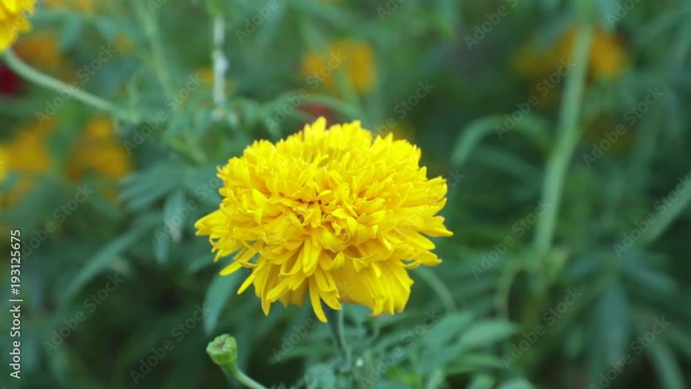 Colourful wild garden flowers being blown in the wind with a green foliage background, high definition movie clip stock footage. Colourful wild garden flowers being blown in the wind with a green foliage background, high definition movie clip stock footage.