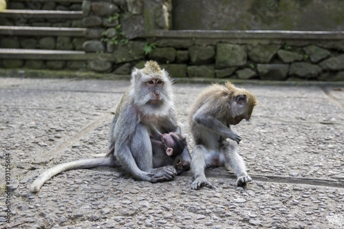 Affen Mutter mit Kind
