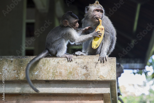 Affe am Banane essen