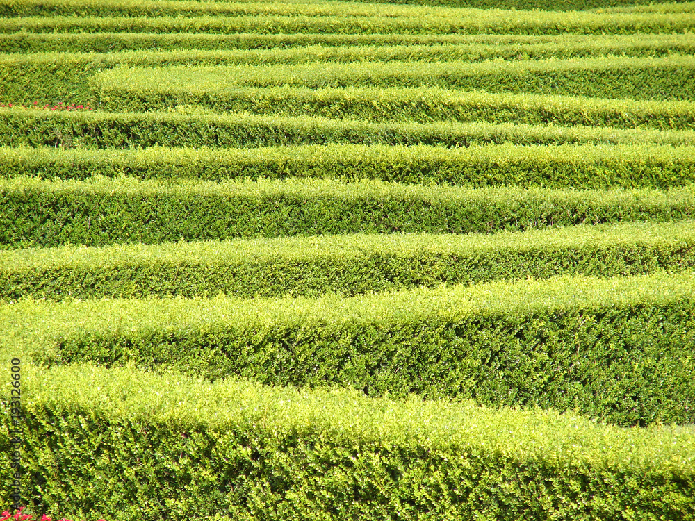 Labyrinth in a park at a sunny day in summer. A maze of bushes with green fresh foliage in a park Labyrinth in a park at a sunny day in summer. A maze of bushes with green fresh foliage in a park