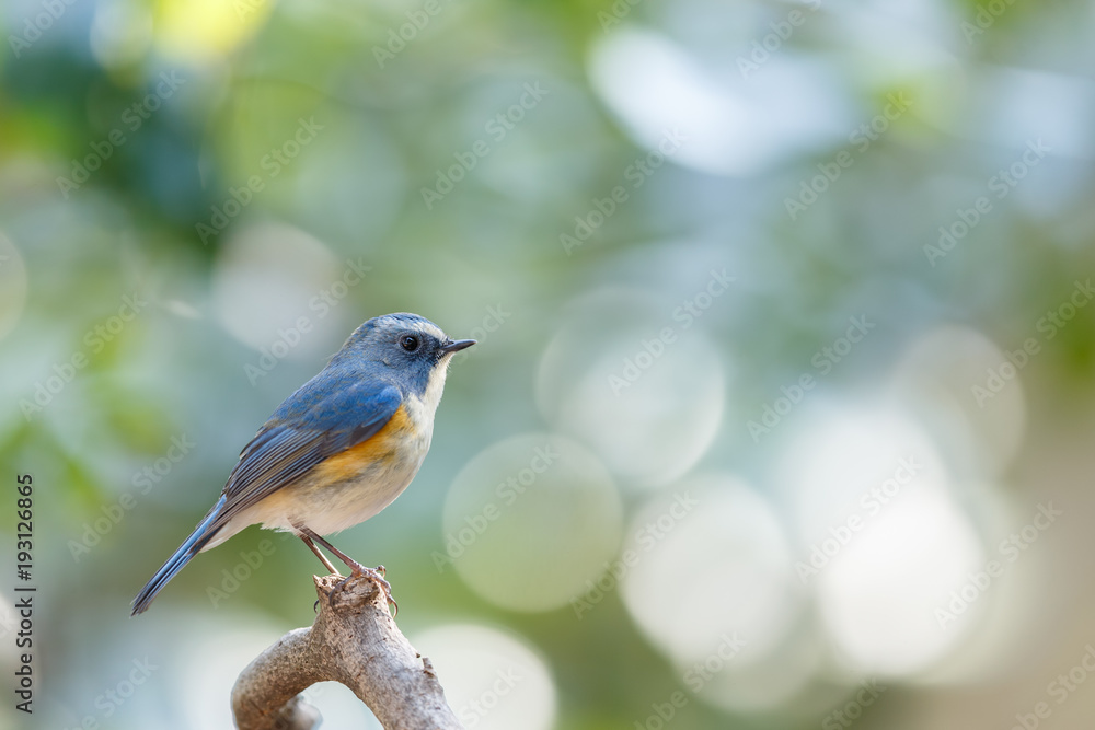 Fototapeta premium 新緑のルリビタキ