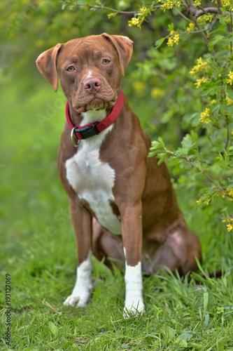 Pitbull Terrier with not cropped ears photo