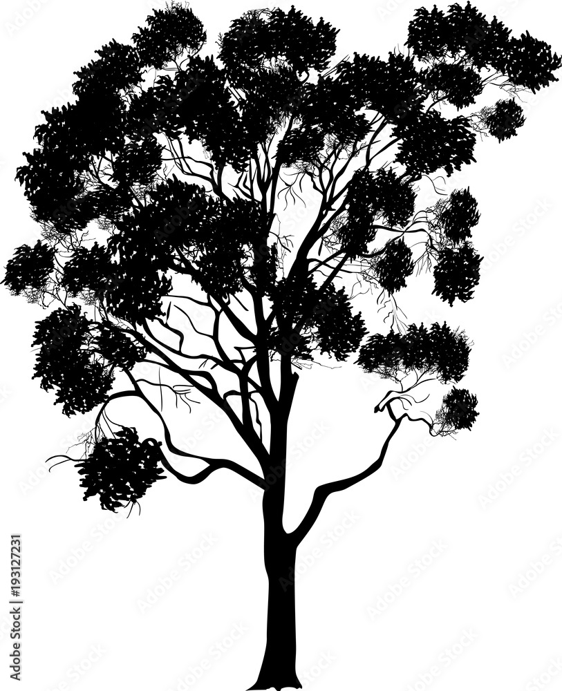 Obraz premium duży eukaliptus na białym tle