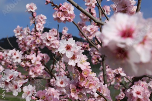 Almond blossoms  close up