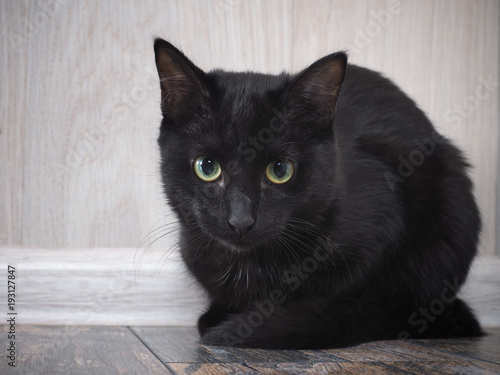 Black cat. Portrait of a beautiful kitten.