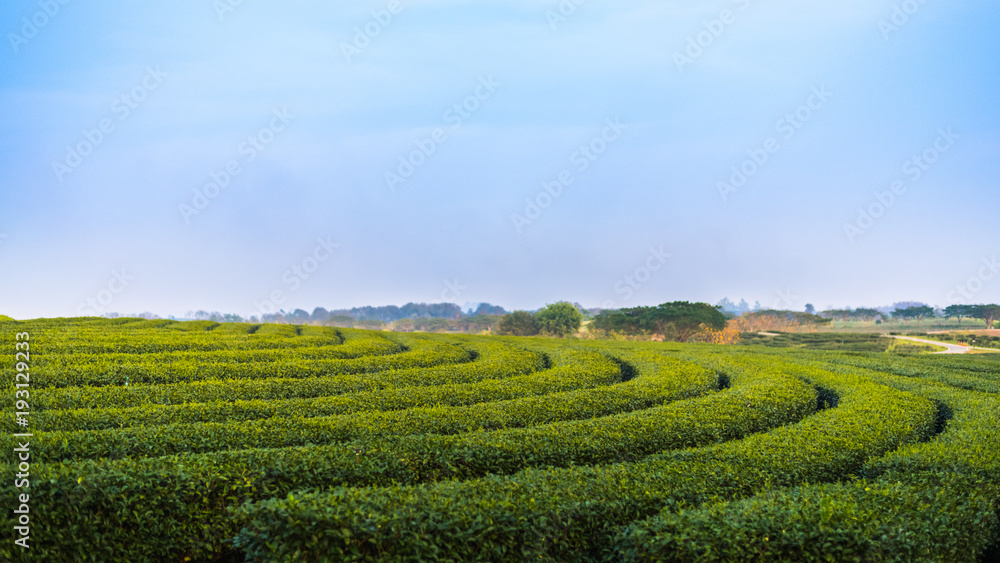 beautiful tea field on hill