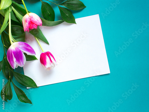 Colorful tulips on bright blue background. Congratulations mock up concept.