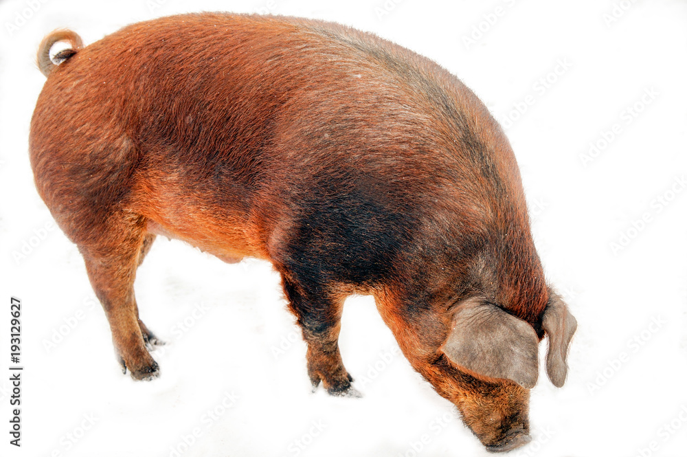 Duroc-Jersey Breed" Images – Browse 39 Stock Photos, Vectors, and Video |  Adobe Stock