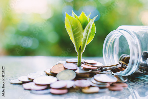 Plant growing from coins ou...