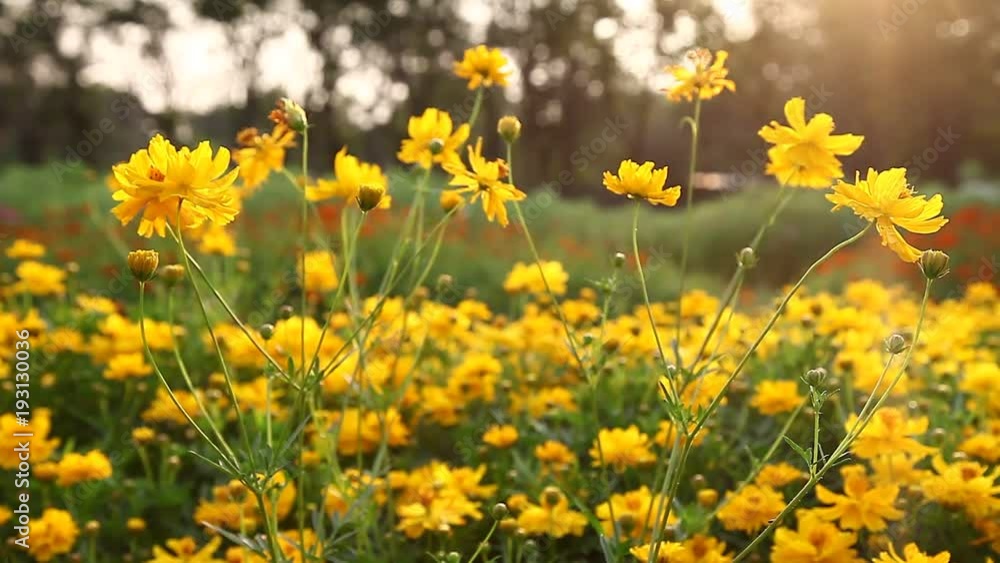 Beautiful yellow Cosmos flower and have flare in frame. Beautiful yellow Cosmos flower and have flare in frame.