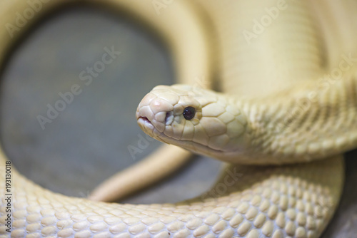White snake stare prey