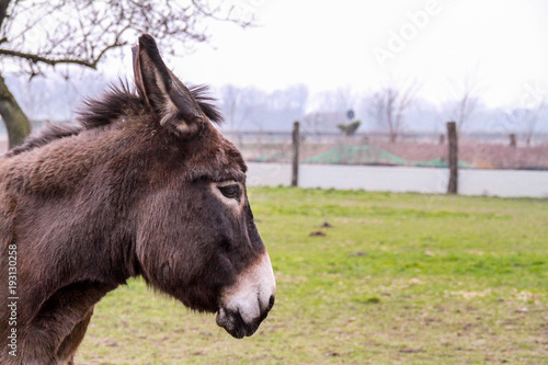 Donkey © slashnino