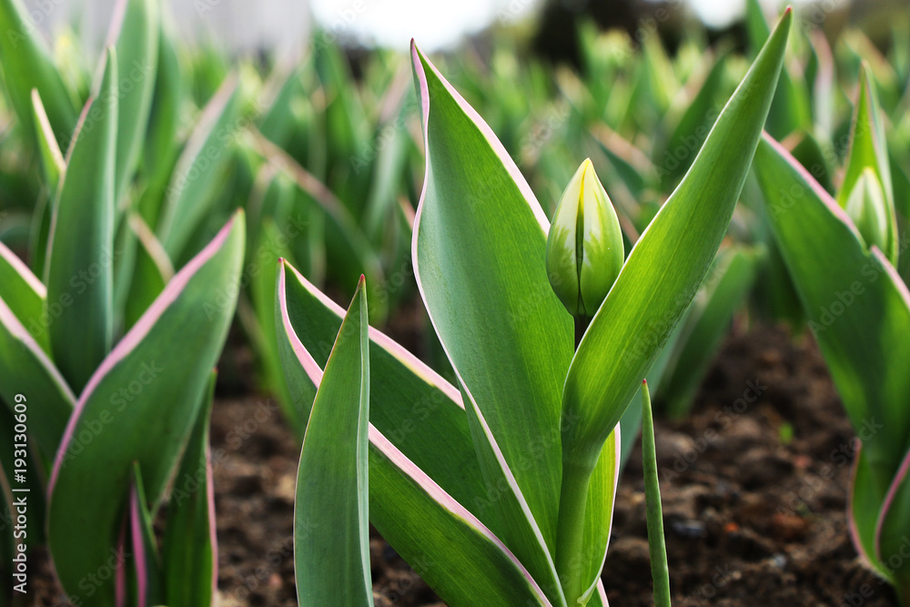 A green sprout of a tulip blooming in the garden. A green sprout of a tulip blooming in the garden.