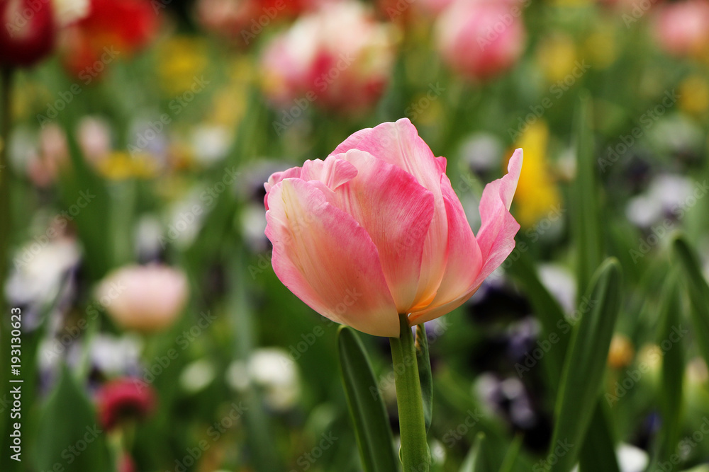 Pink tulip blooming in the garden. Pink tulip blooming in the garden.