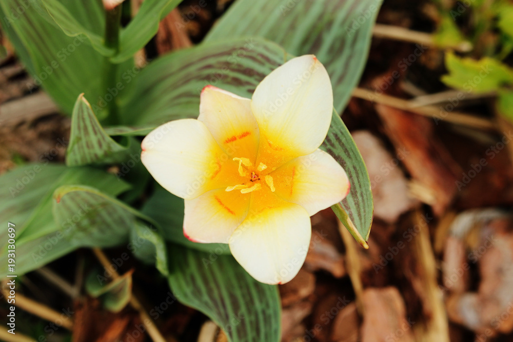Fototapeta premium Yellow tulip blooming in the garden. View from above