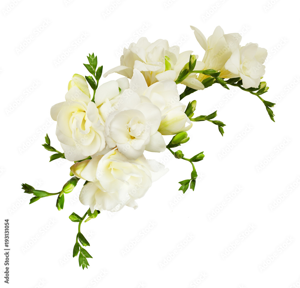 Naklejka premium Białe kwiaty frezji w pięknej kompozycji