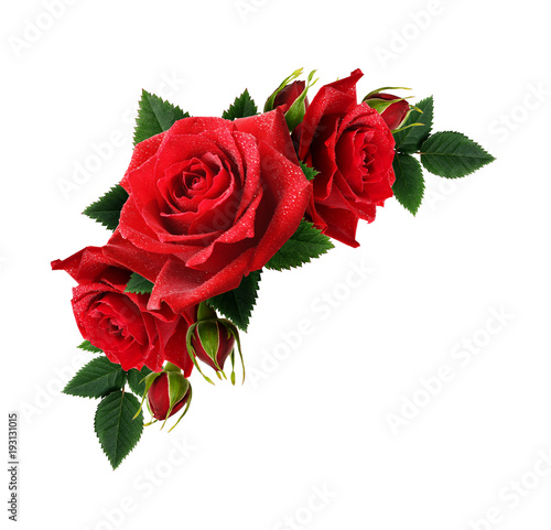 Red rose flowers with drops...