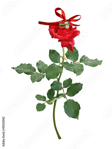 Red rose flower with drops ...
