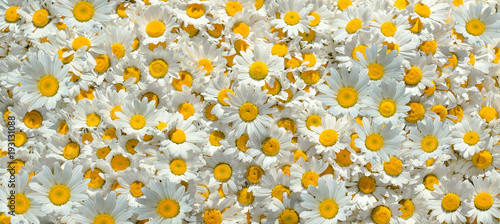 Flowers background. Chamomile flowers. photo