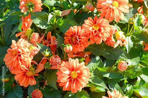 Fototapeta Naklejka Na Ścianę i Meble -  Beautiful red dahlias