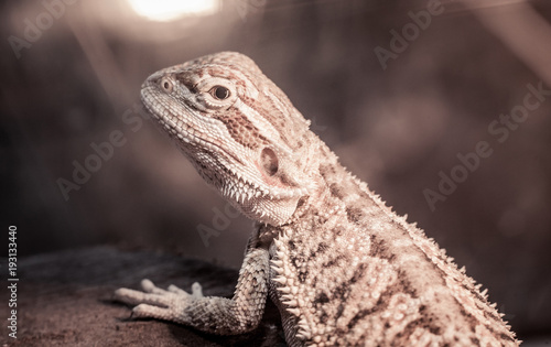 Lizard dragon © mytronix